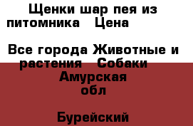 Щенки шар-пея из питомника › Цена ­ 15 000 - Все города Животные и растения » Собаки   . Амурская обл.,Бурейский р-н